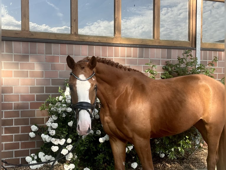 Oldenburger Wallach 5 Jahre 170 cm Fuchs in Drantum