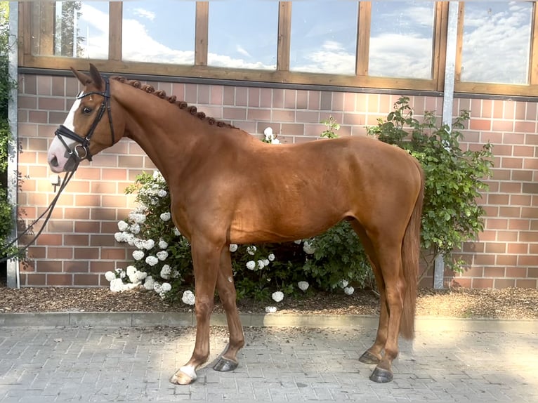 Oldenburger Wallach 5 Jahre 170 cm Fuchs in Drantum