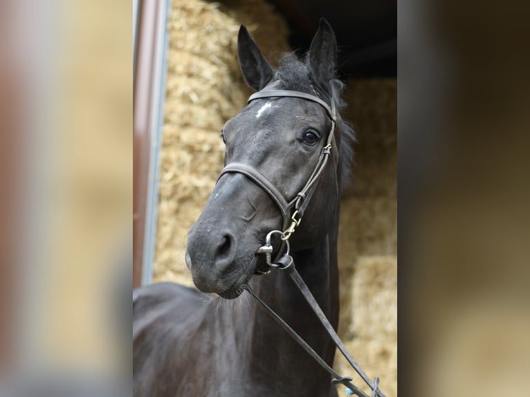 Oldenburger Wallach 5 Jahre 170 cm Rappe in Geilenkirchen