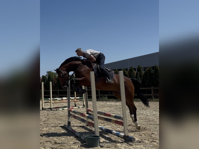Oldenburger Wallach 5 Jahre 170 cm Rotbrauner in Belgrade
