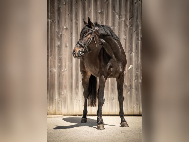 Oldenburger Wallach 5 Jahre 170 cm Schwarzbrauner in Marienthal