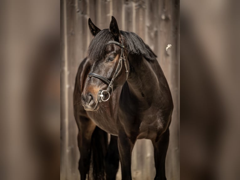 Oldenburger Wallach 5 Jahre 170 cm Schwarzbrauner in Marienthal