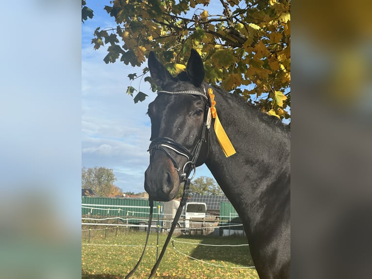 Oldenburger Wallach 5 Jahre 170 cm Schwarzbrauner in Dallgow-D&#xF6;beritz