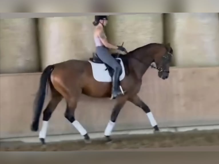 Oldenburger Wallach 5 Jahre 171 cm Brauner in Sch&#xF6;mberg