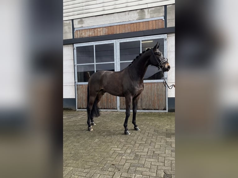 Oldenburger Wallach 5 Jahre 171 cm Dunkelbrauner in Mönchengladbach
