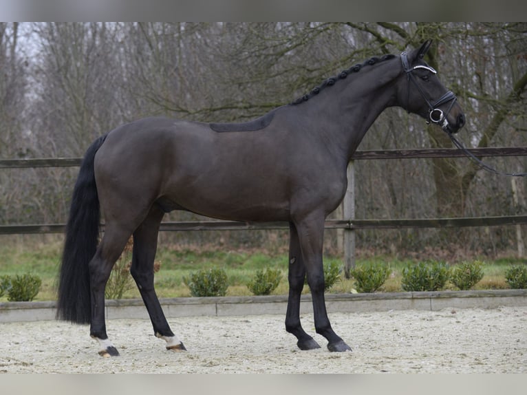 Oldenburger Wallach 5 Jahre 171 cm Dunkelbrauner in Sassenberg