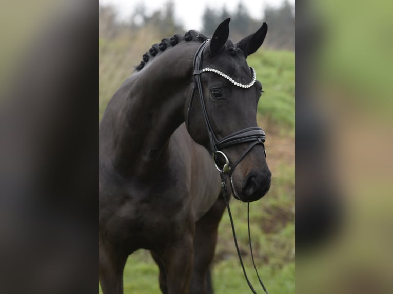 Oldenburger Wallach 5 Jahre 171 cm Dunkelbrauner in Sassenberg