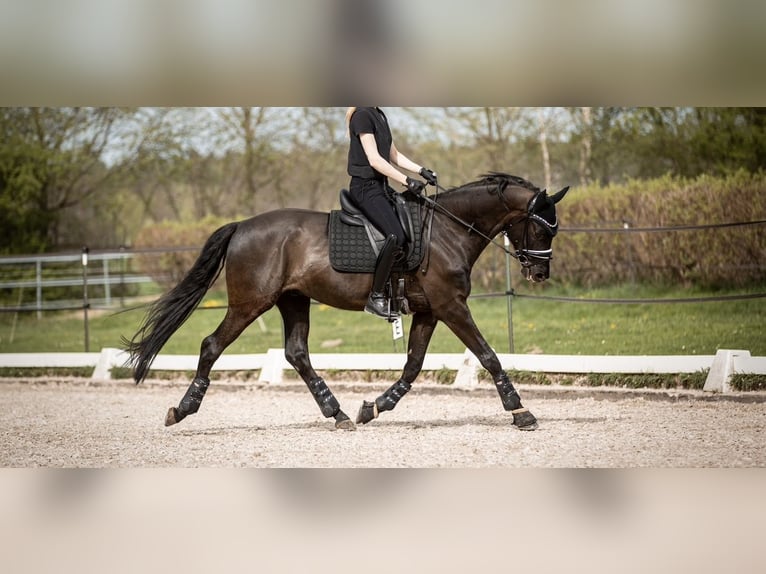 Oldenburger Wallach 5 Jahre 171 cm Rappe in Bretnig-Hauswalde