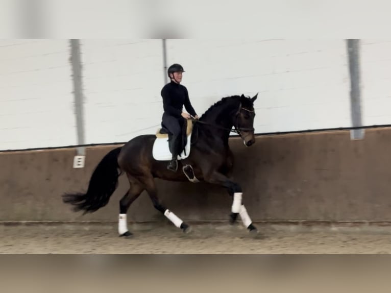 Oldenburger Wallach 5 Jahre 172 cm Brauner in Lohne (Oldenburg)