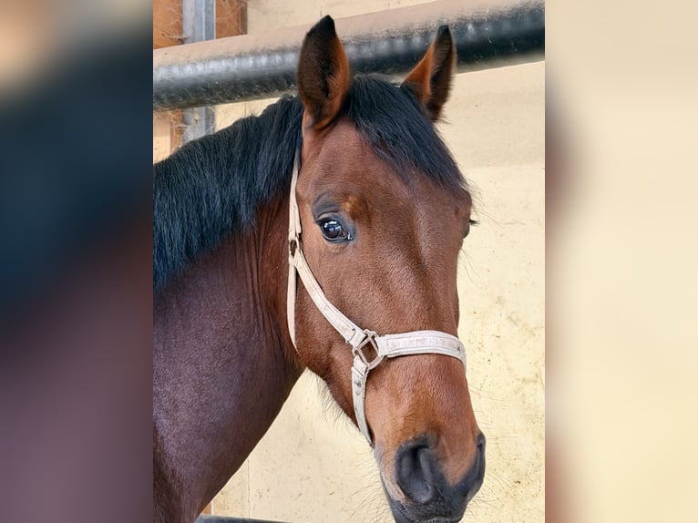 Oldenburger Wallach 5 Jahre 172 cm Brauner in Neuss