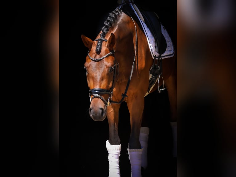Oldenburger Wallach 5 Jahre 172 cm Brauner in Ro&#xDF;dorf