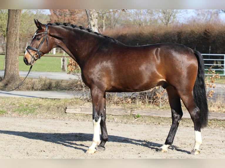 Oldenburger Wallach 5 Jahre 172 cm Brauner in Meinersen