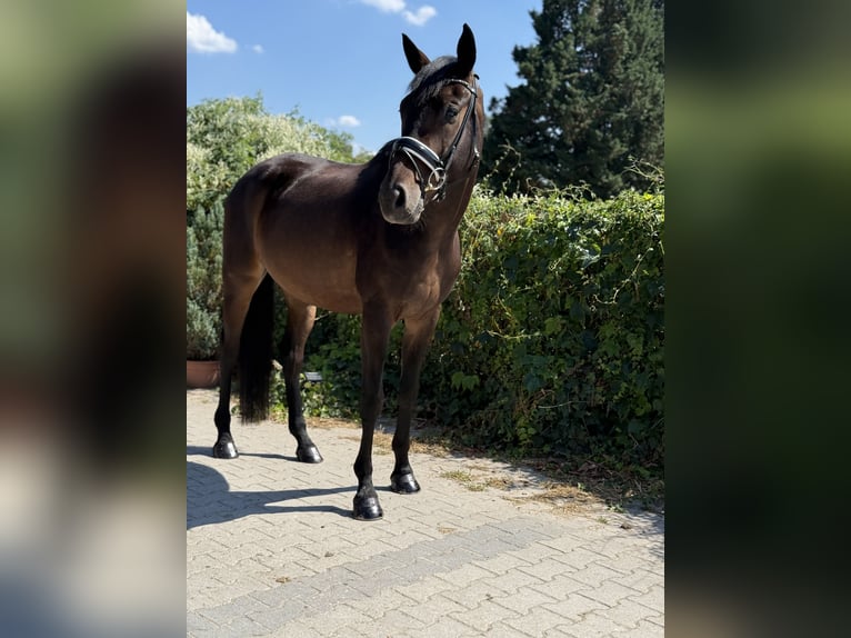 Oldenburger Wallach 5 Jahre 172 cm Brauner in Viernheim
