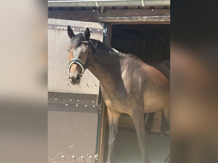 Oldenburger Wallach 5 Jahre 172 cm Brauner in Viernheim