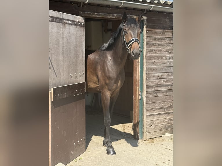 Oldenburger Wallach 5 Jahre 172 cm Brauner in Viernheim