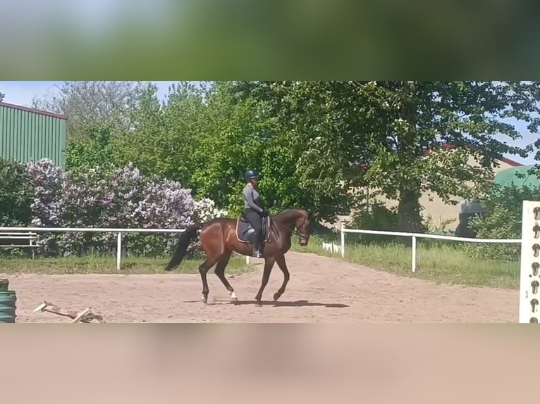 Oldenburger Wallach 5 Jahre 172 cm Brauner in Kladrum