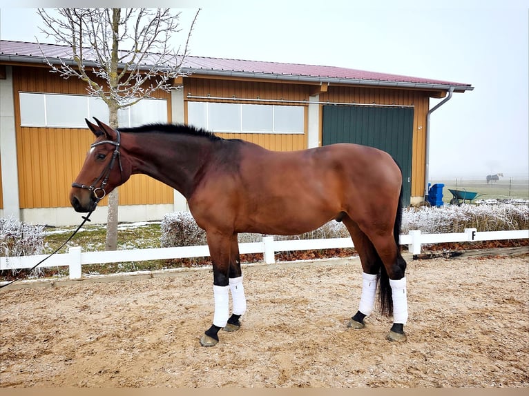 Oldenburger Wallach 5 Jahre 172 cm Brauner in Altenstadt