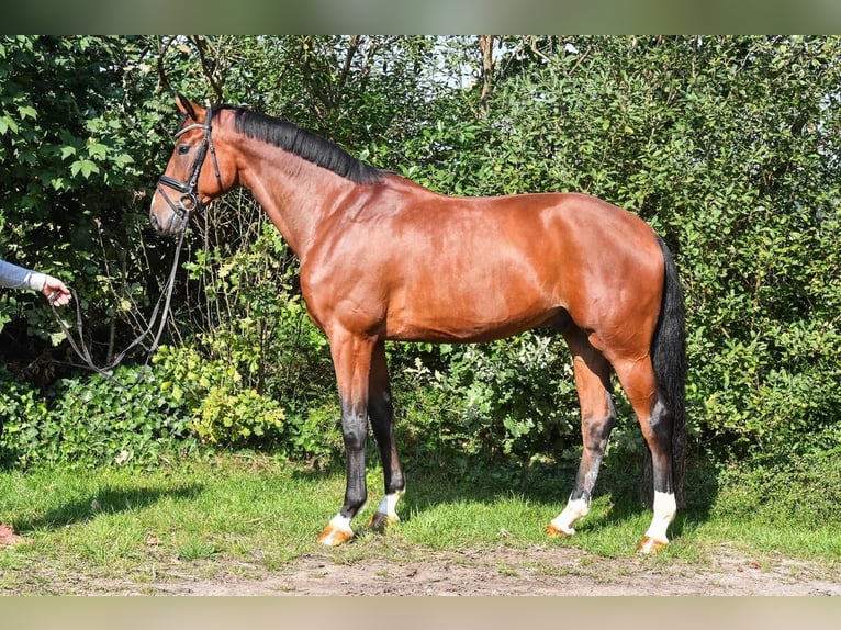 Oldenburger Wallach 5 Jahre 172 cm Brauner in Westertimke