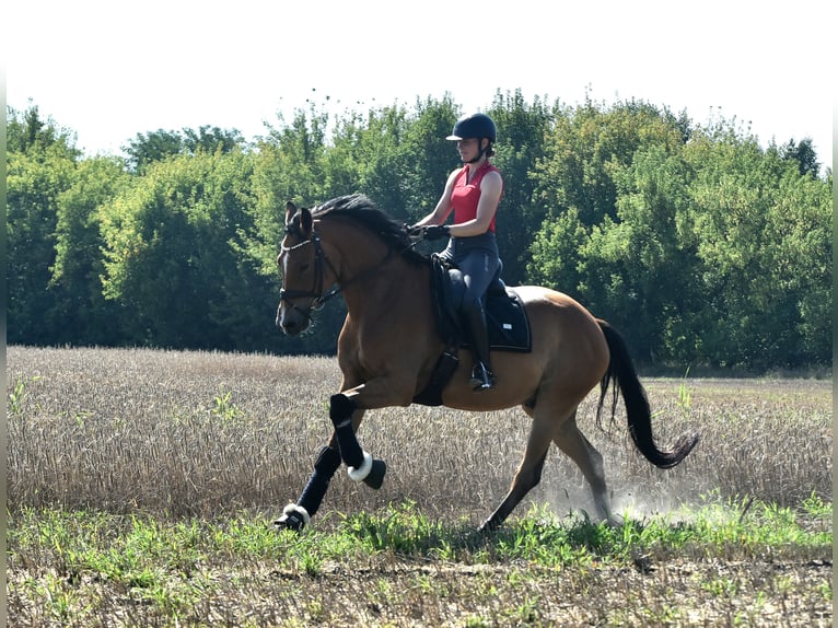 Oldenburger Wallach 5 Jahre 172 cm Brauner in KAMERN
