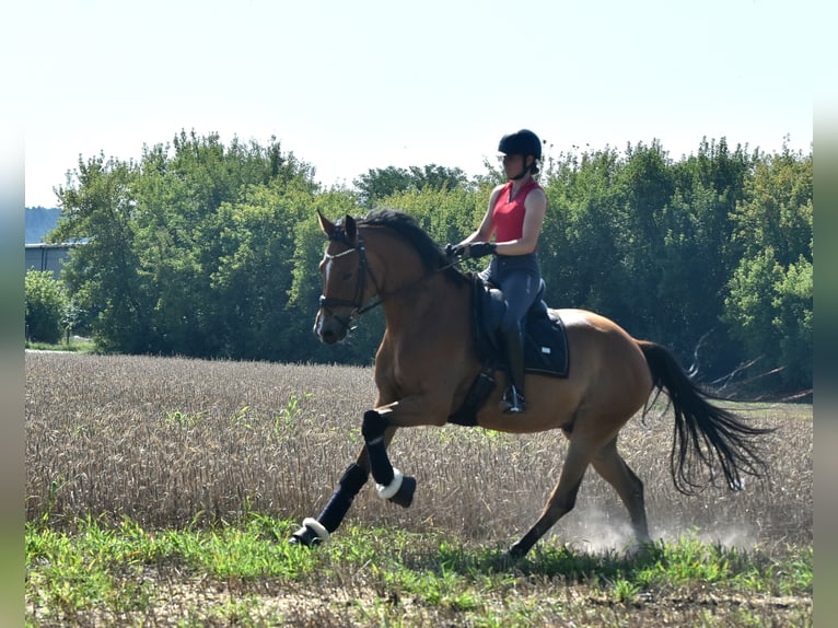 Oldenburger Wallach 5 Jahre 172 cm Brauner in KAMERN