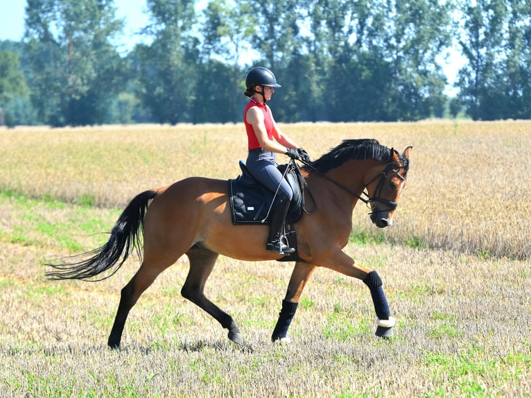 Oldenburger Wallach 5 Jahre 172 cm Brauner in KAMERN