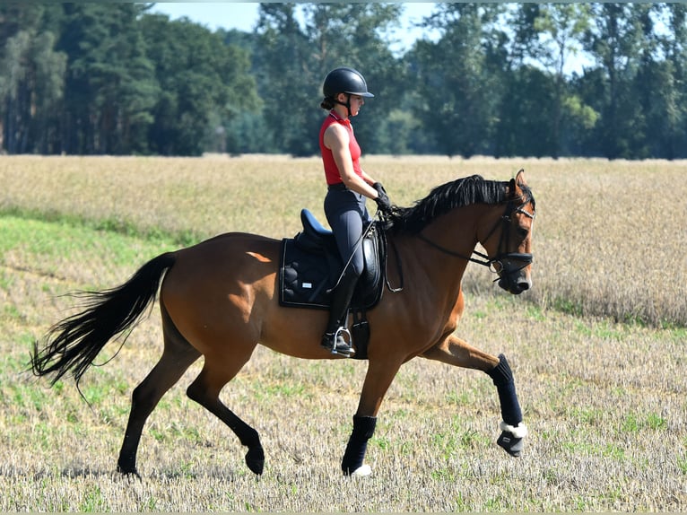 Oldenburger Wallach 5 Jahre 172 cm Brauner in KAMERN