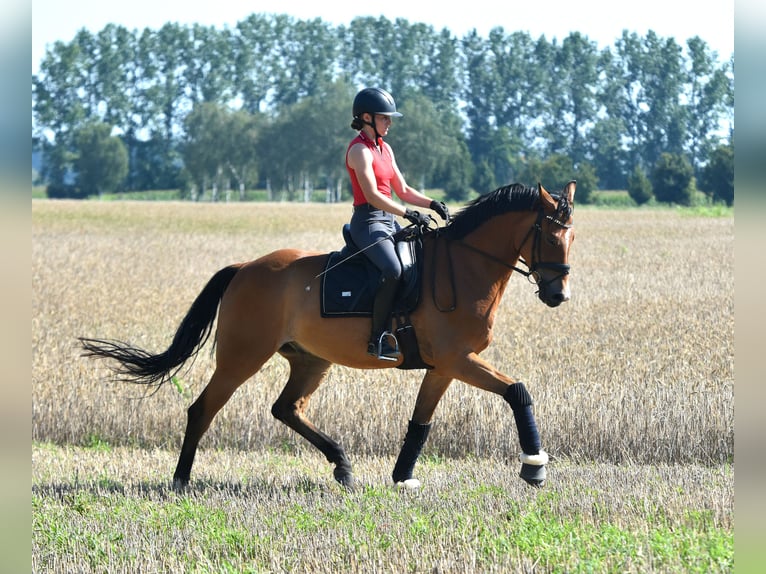 Oldenburger Wallach 5 Jahre 172 cm Brauner in KAMERN