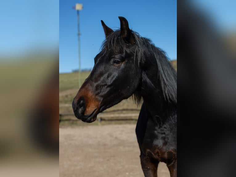 Oldenburger Wallach 5 Jahre 172 cm Brauner in Geisenheim