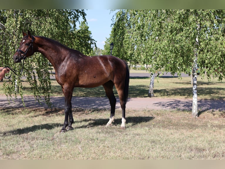 Oldenburger Wallach 5 Jahre 172 cm Dunkelbrauner in GROTE-BROGEL