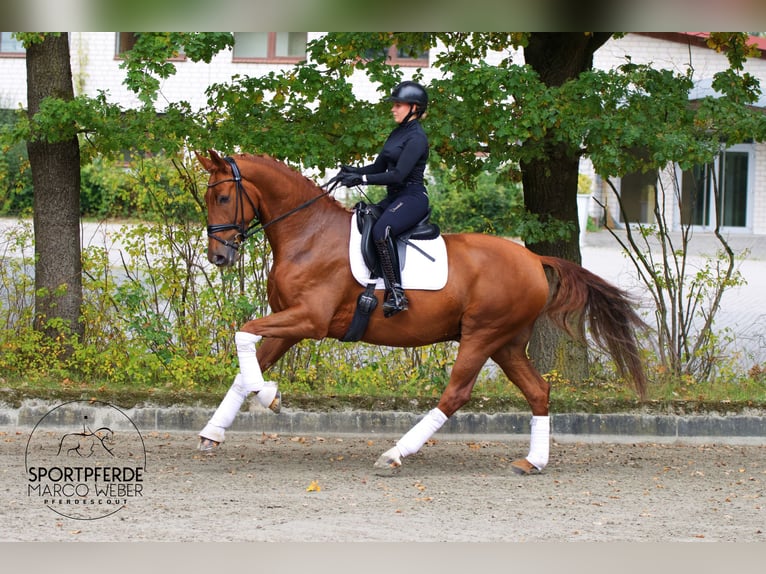 Oldenburger Wallach 5 Jahre 172 cm Fuchs in Wallenhorst