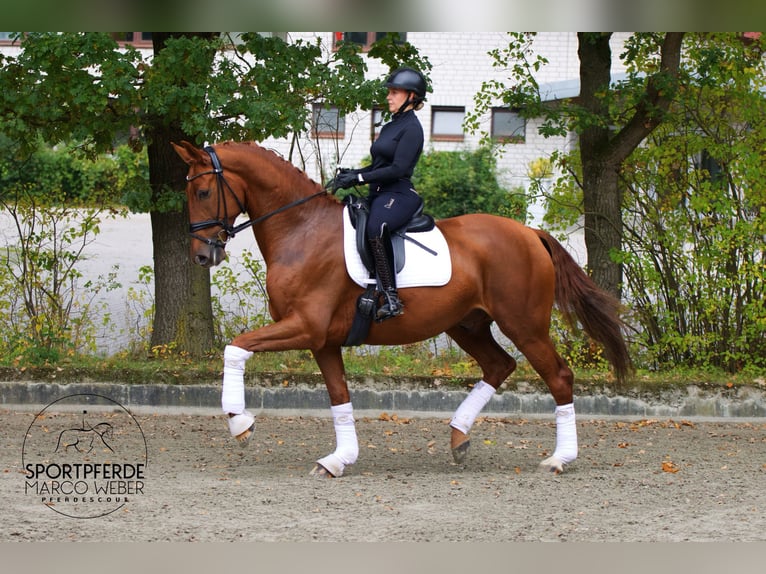 Oldenburger Wallach 5 Jahre 172 cm Fuchs in Wallenhorst