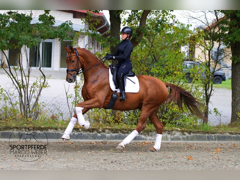 Oldenburger Wallach 5 Jahre 172 cm Fuchs in Wallenhorst