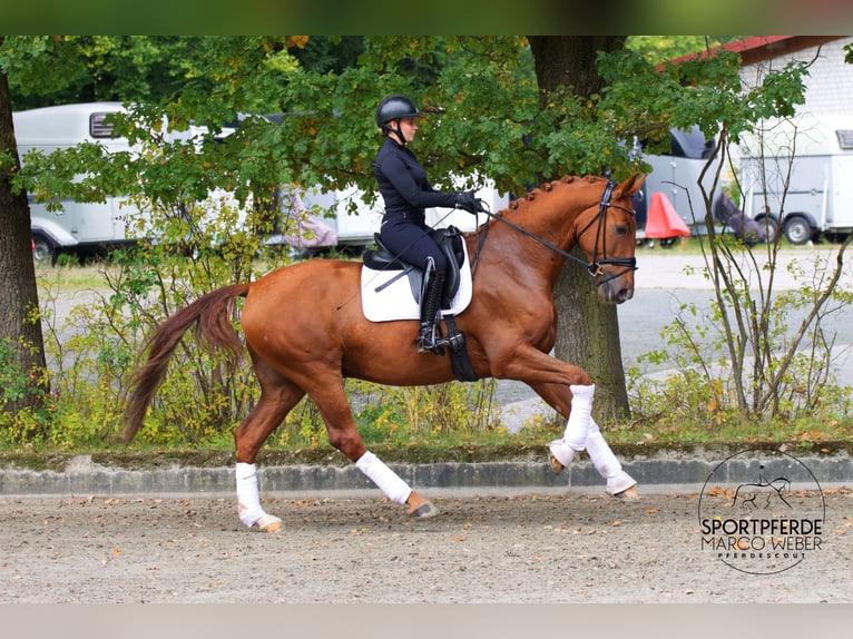 Oldenburger Wallach 5 Jahre 172 cm Fuchs in Wallenhorst