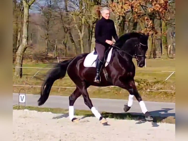 Oldenburger Wallach 5 Jahre 172 cm Rappe in Wittmund