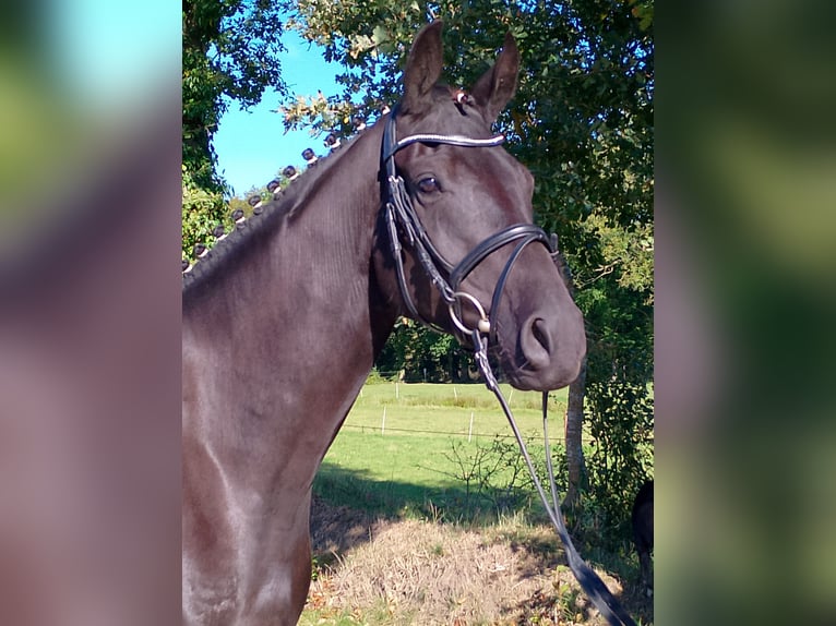 Oldenburger Wallach 5 Jahre 172 cm Rappe in Wittmund