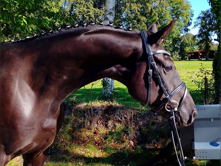 Oldenburger Wallach 5 Jahre 172 cm Rappe in Wittmund