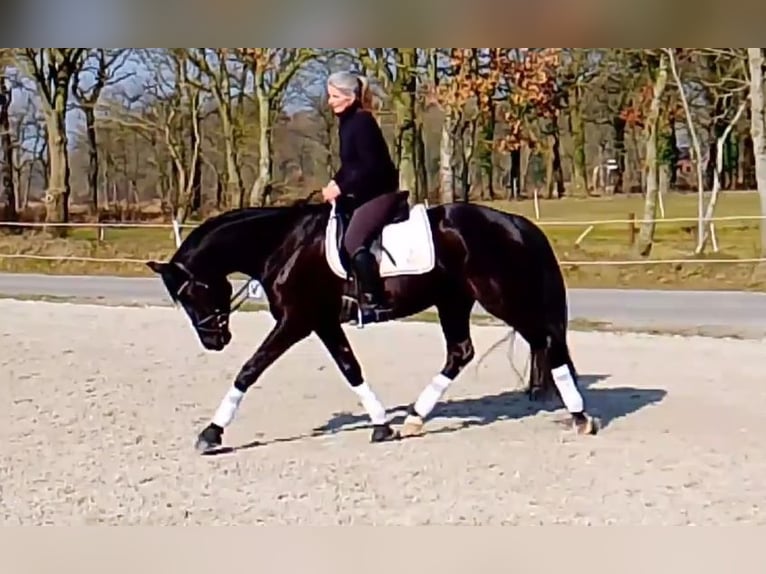 Oldenburger Wallach 5 Jahre 172 cm Rappe in Wittmund