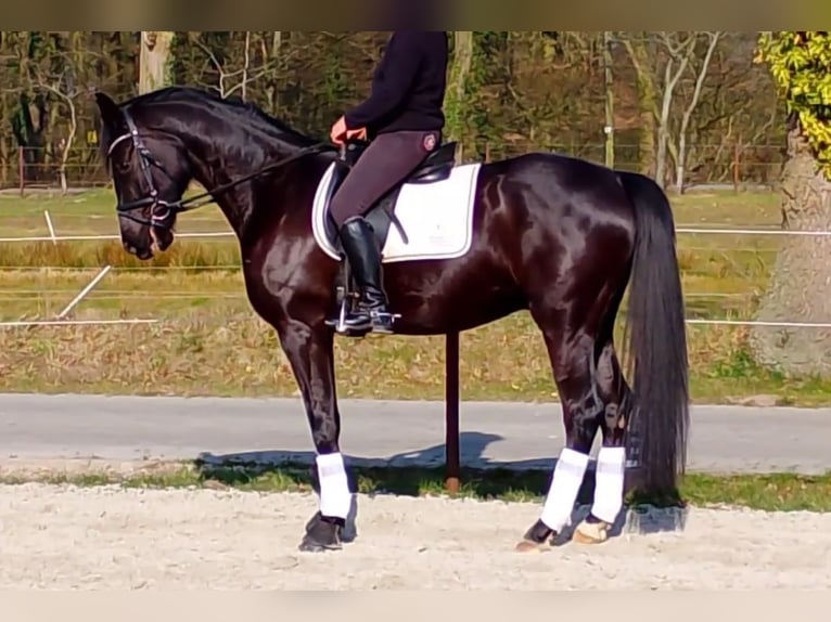 Oldenburger Wallach 5 Jahre 172 cm Rappe in Wittmund