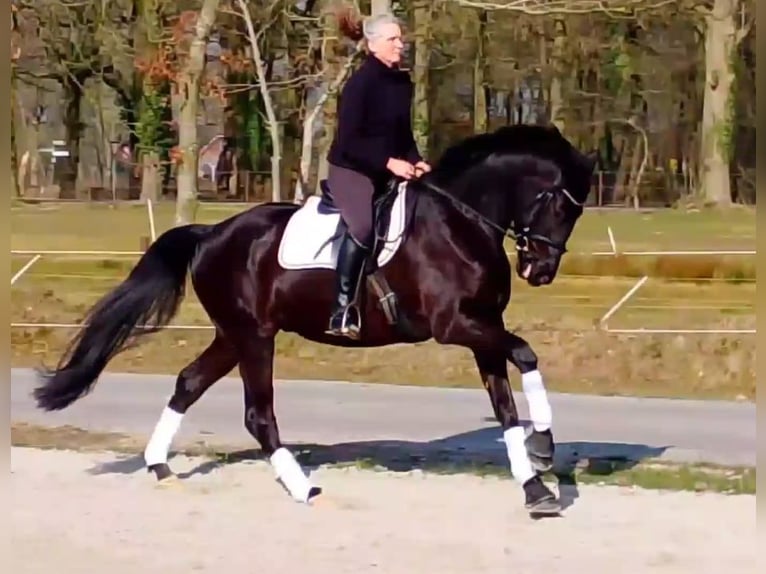 Oldenburger Wallach 5 Jahre 172 cm Rappe in Wittmund