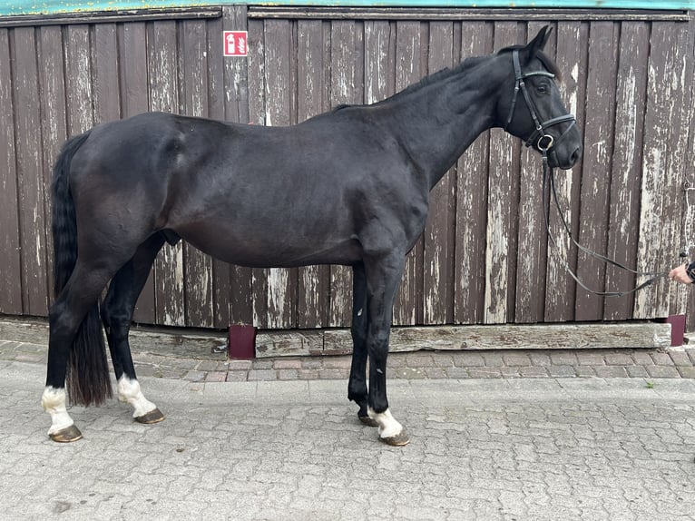 Oldenburger Wallach 5 Jahre 172 cm Rappe in Sassen-Trantow