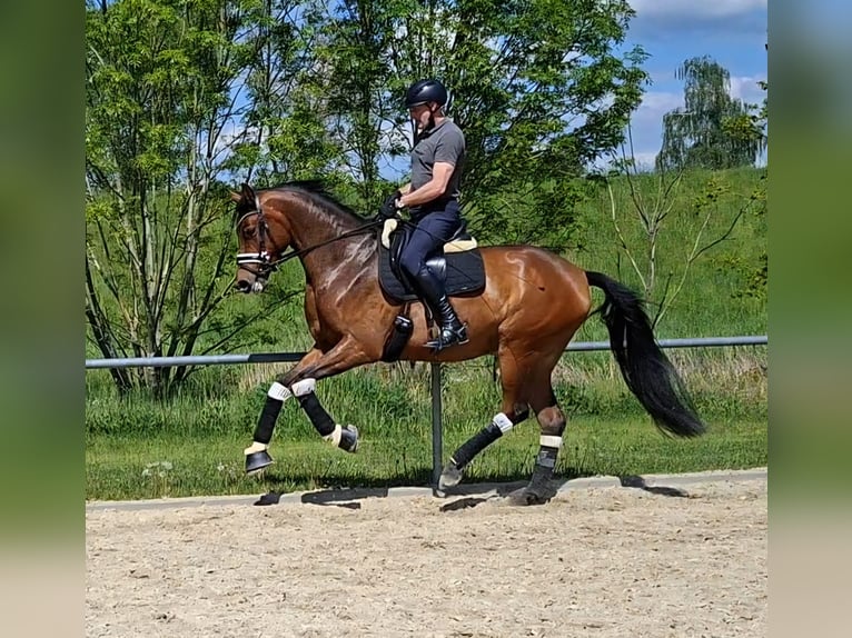 Oldenburger Wallach 5 Jahre 173 cm Brauner in Schwalmstadt