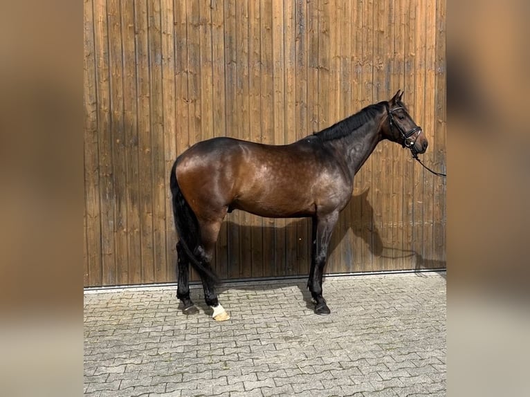 Oldenburger Wallach 5 Jahre 173 cm Brauner in Wernau