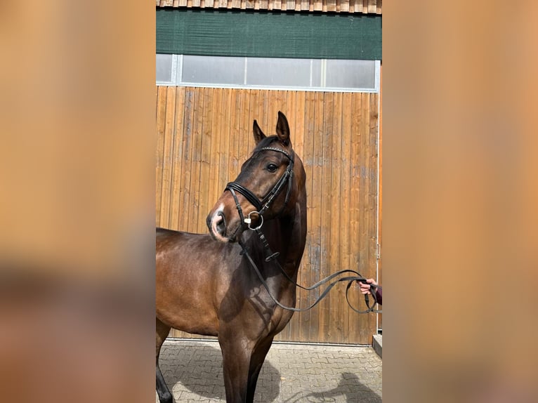 Oldenburger Wallach 5 Jahre 173 cm Brauner in Wernau
