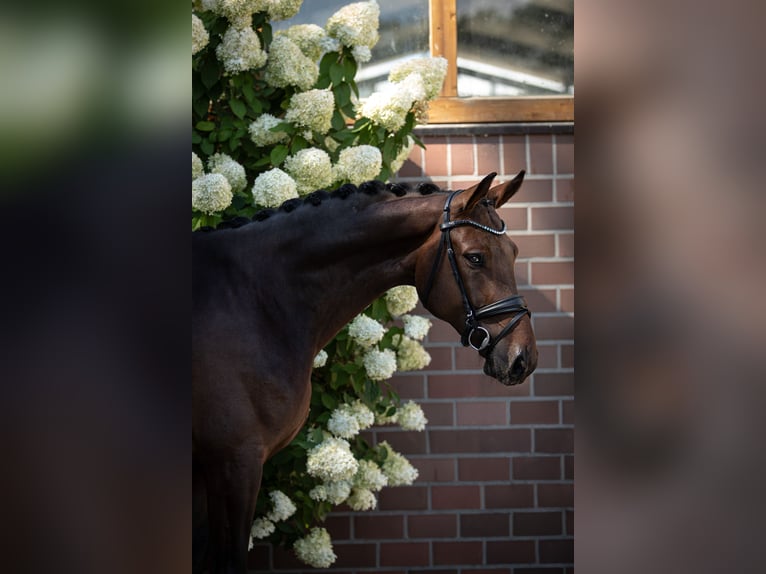 Oldenburger Wallach 5 Jahre 173 cm Dunkelbrauner in Drantum