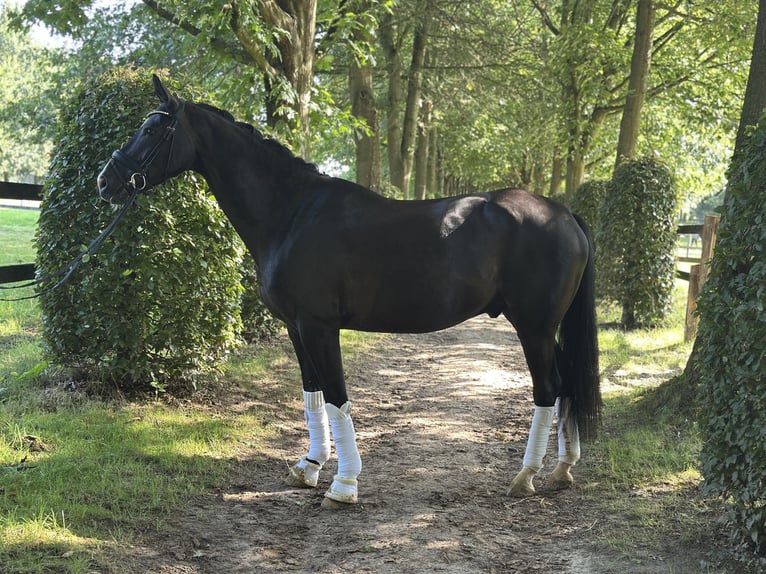 Oldenburger Wallach 5 Jahre 173 cm Rappe in B&#xFC;nde