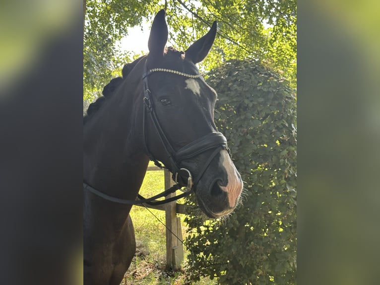 Oldenburger Wallach 5 Jahre 173 cm Rappe in B&#xFC;nde