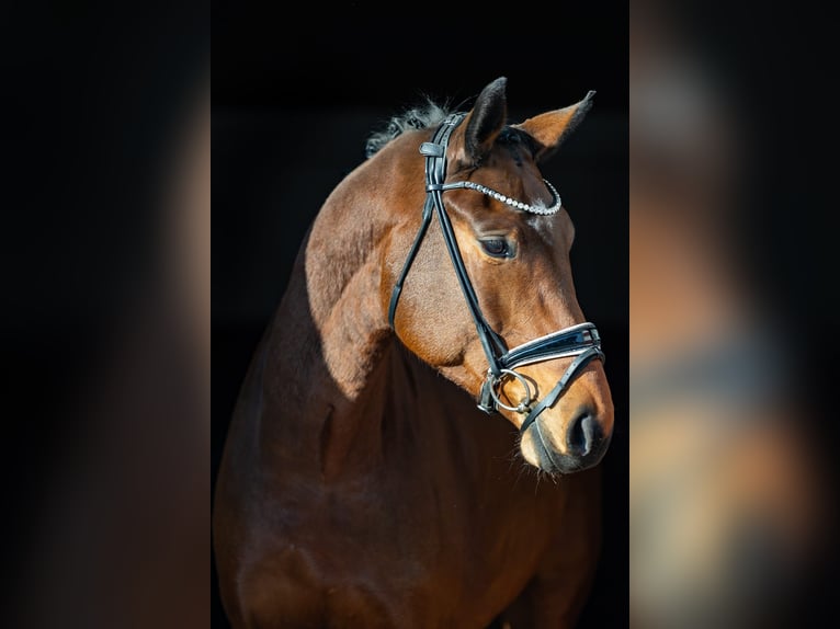 Oldenburger Wallach 5 Jahre 174 cm Brauner in Rosenheim