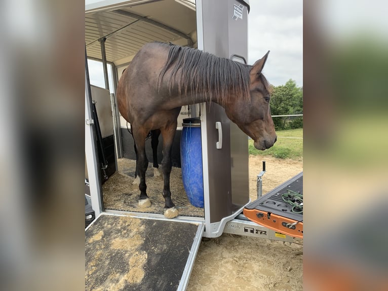Oldenburger Wallach 5 Jahre 174 cm Dunkelbrauner in Taunusstein