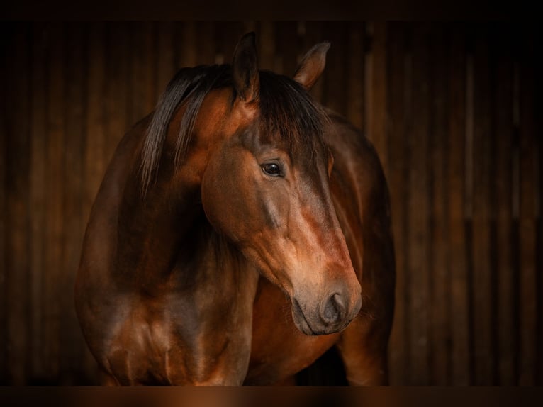 Oldenburger Wallach 5 Jahre 174 cm Dunkelbrauner in Taunusstein