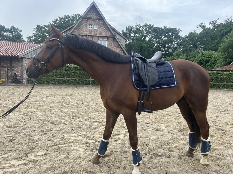 Oldenburger Wallach 5 Jahre 174 cm Dunkelfuchs in Damme